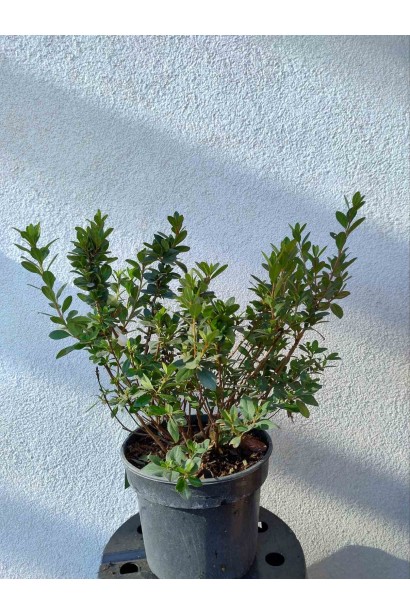 Рододендрон Мадам Галле / Азалія  -5л/вис.30-40см/Ø30-40см/5років